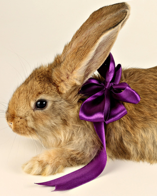 Free Rabbit with Bow Picture for 240x320