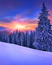 Sfondi Winter Sunshine 176x220