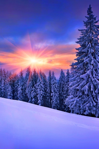 Das Winter Sunshine Wallpaper 320x480
