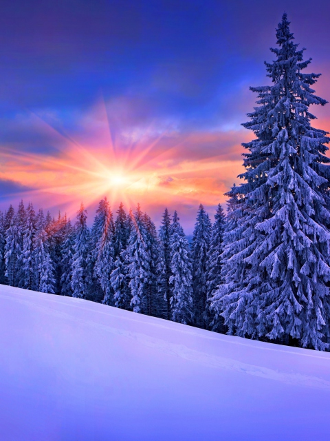 Das Winter Sunshine Wallpaper 480x640