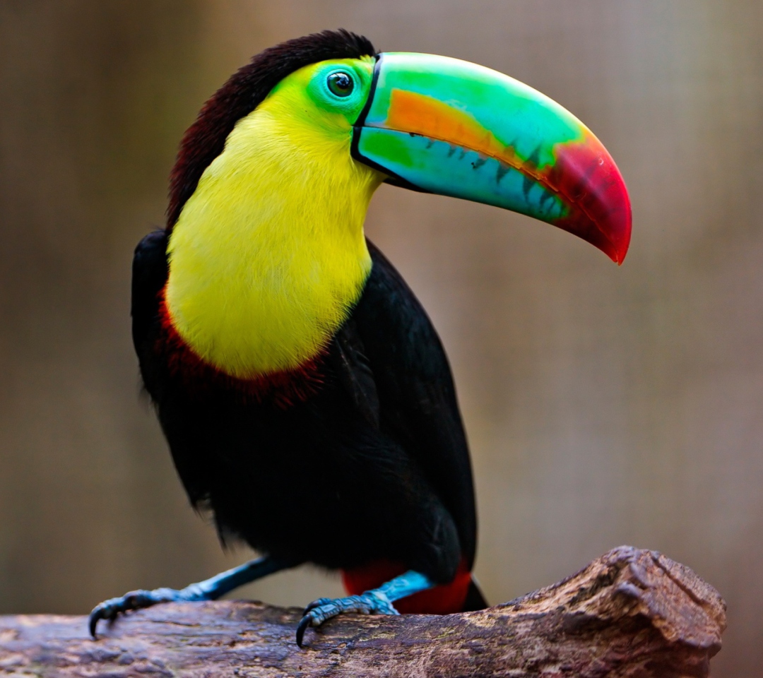 Обои Toucan 1080x960