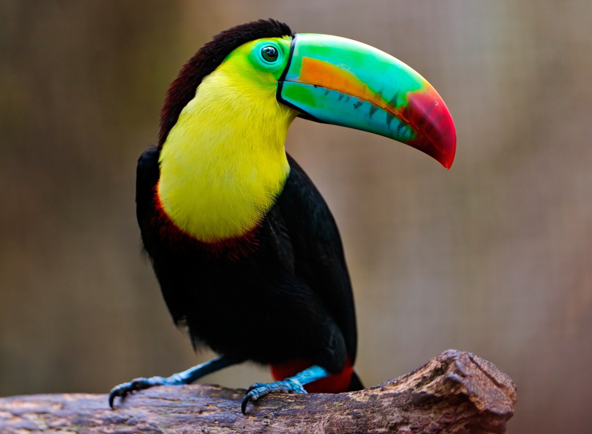 Обои Toucan 1920x1408