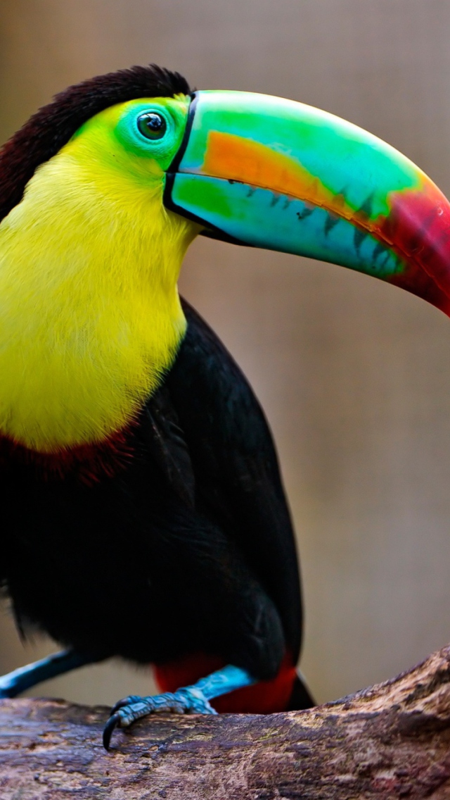 Fondo de pantalla Toucan 640x1136