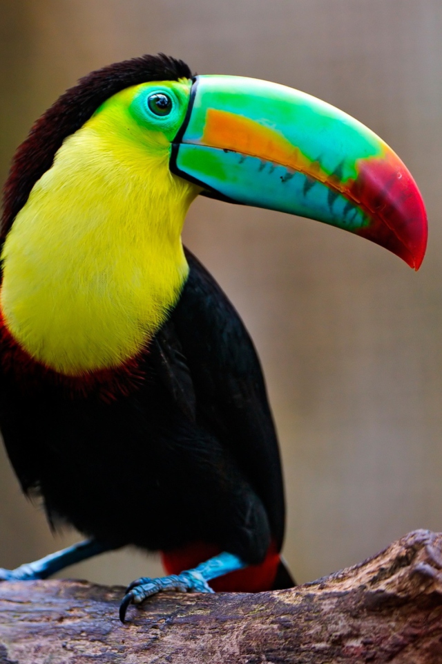 Toucan wallpaper 640x960