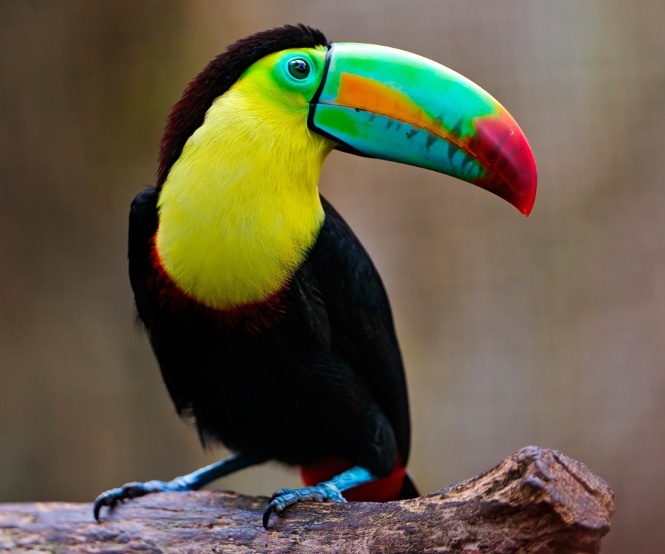 Das Toucan Wallpaper 960x800