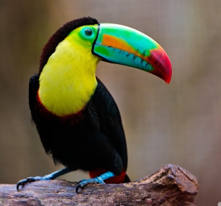 Toucan Picture for 1024x1024