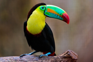 Toucan Background for Android, iPhone and iPad