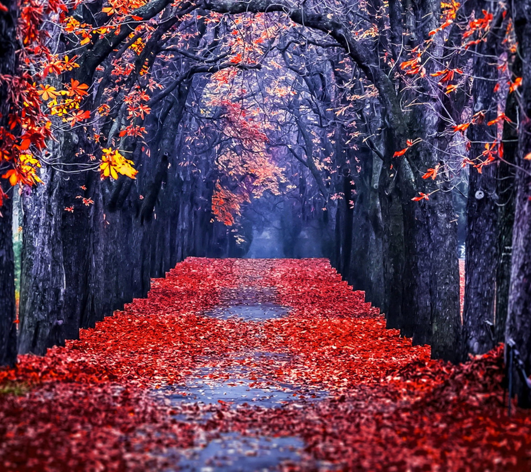 Autumn Park wallpaper 1080x960