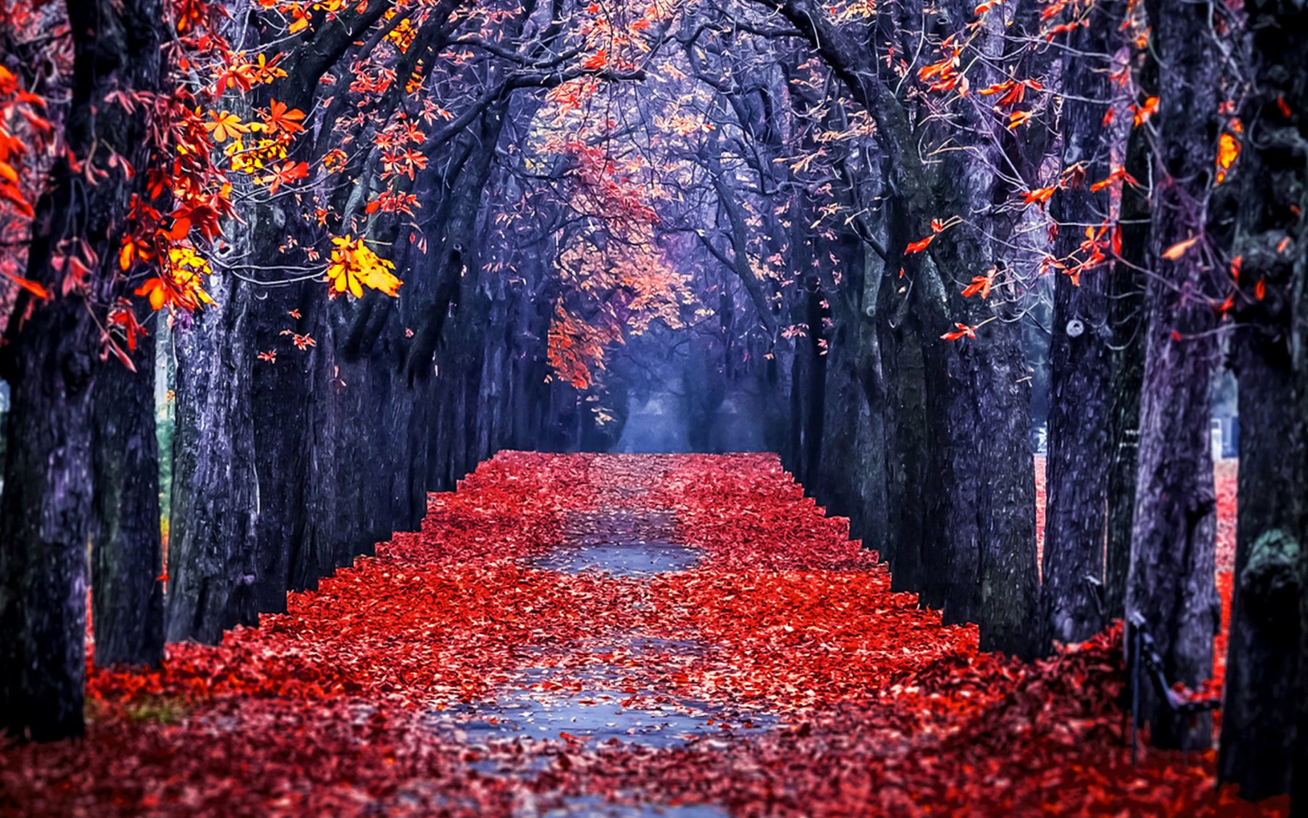 Das Autumn Park Wallpaper 2560x1600