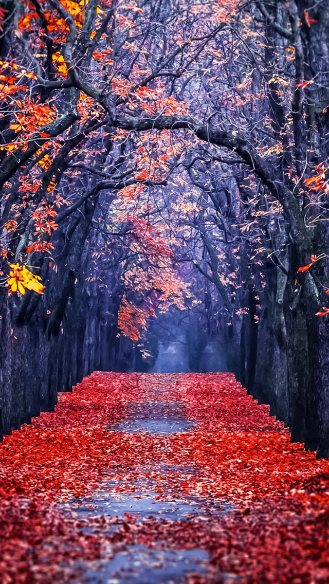 Das Autumn Park Wallpaper 640x1136