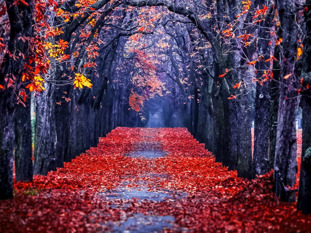 Das Autumn Park Wallpaper 640x480