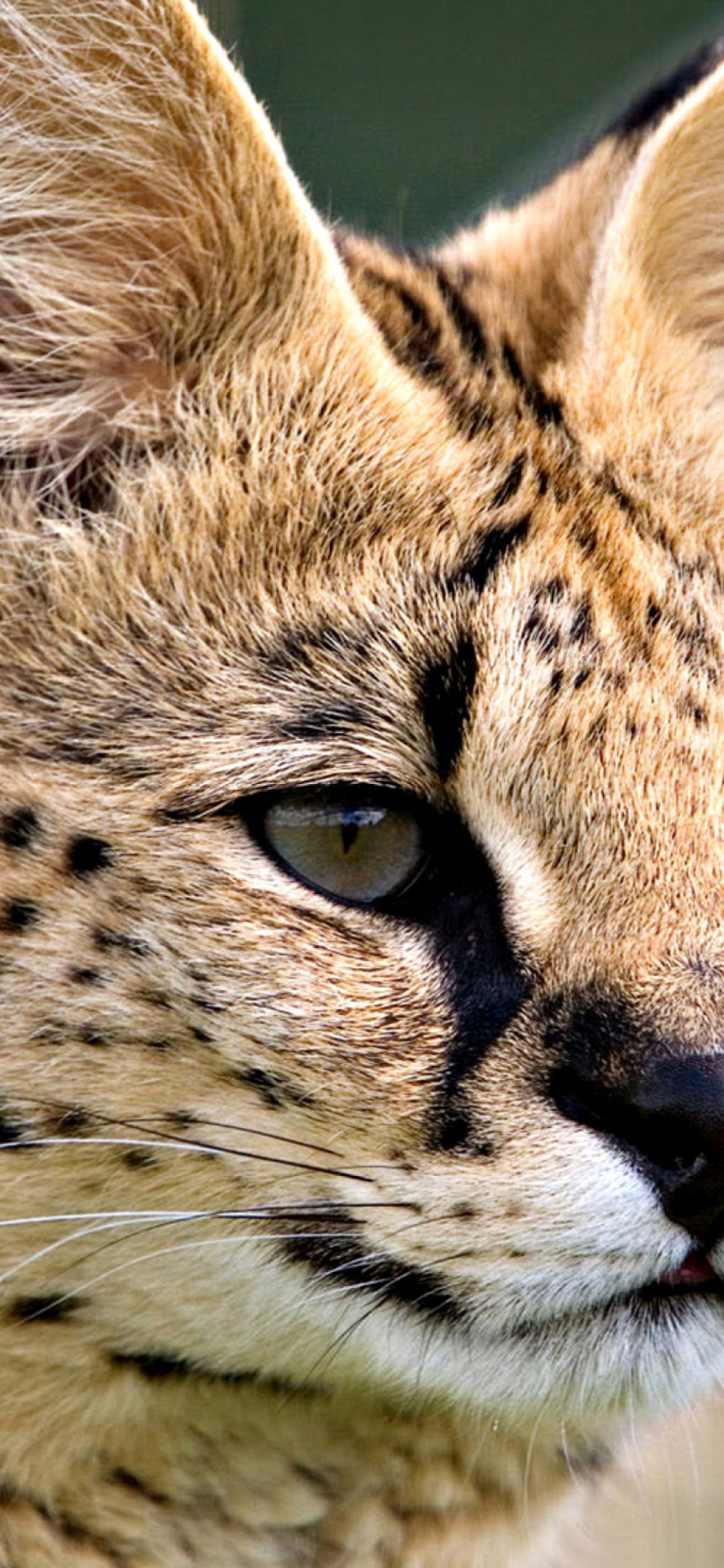 Lynx Cats screenshot #1 1170x2532