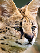 Fondo de pantalla Lynx Cats 132x176