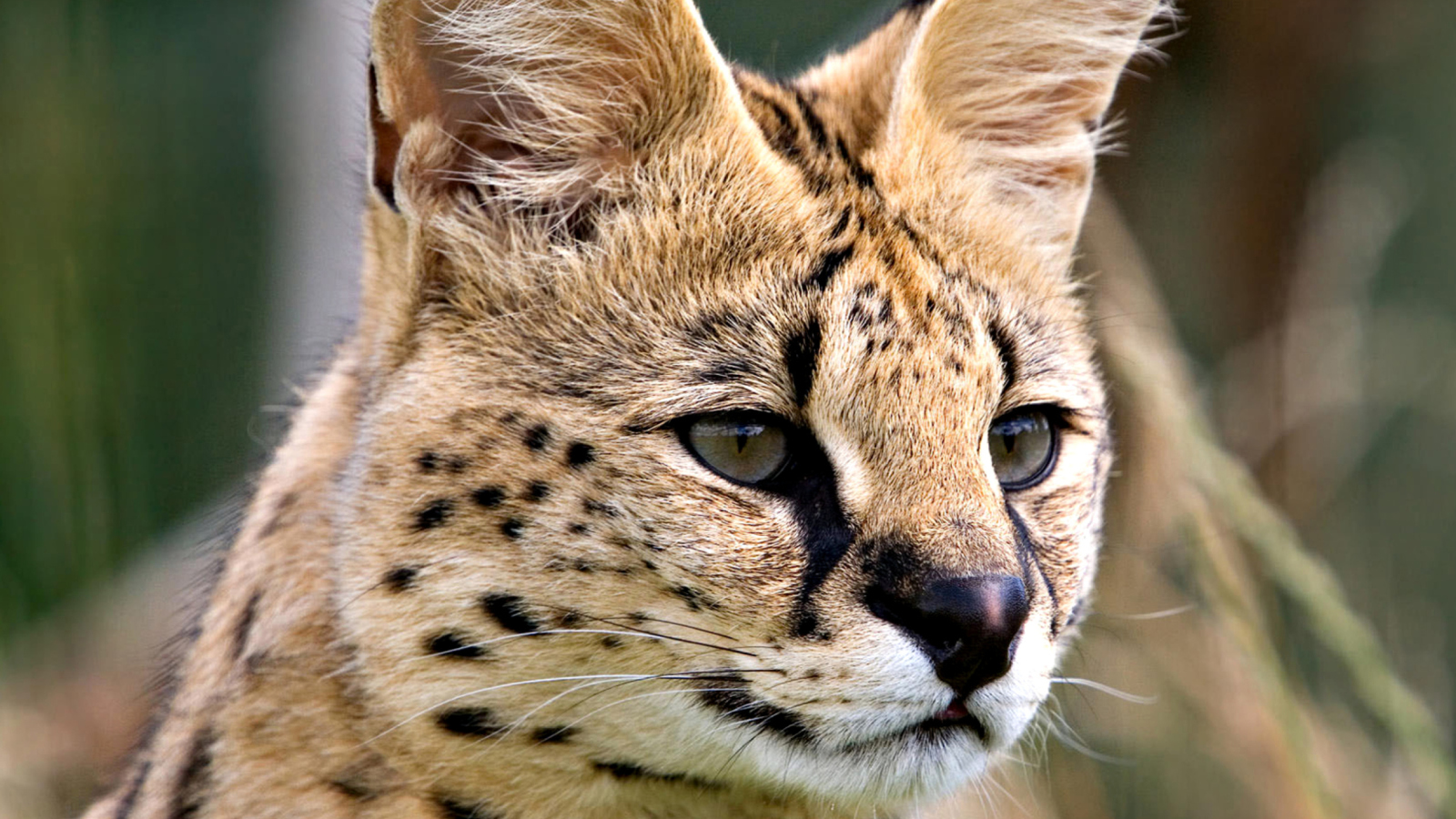 Lynx Cats screenshot #1 1600x900