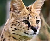 Lynx Cats screenshot #1 176x144