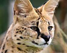 Fondo de pantalla Lynx Cats 220x176