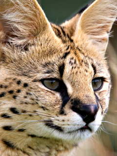 Lynx Cats screenshot #1 240x320