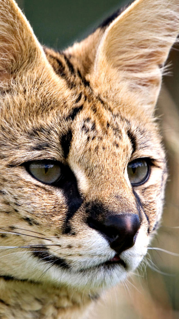 Sfondi Lynx Cats 360x640