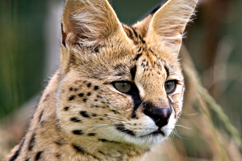 Fondo de pantalla Lynx Cats 480x320