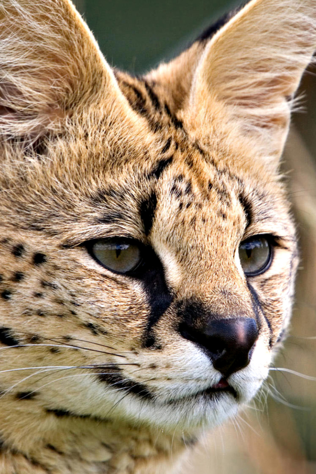 Lynx Cats screenshot #1 640x960