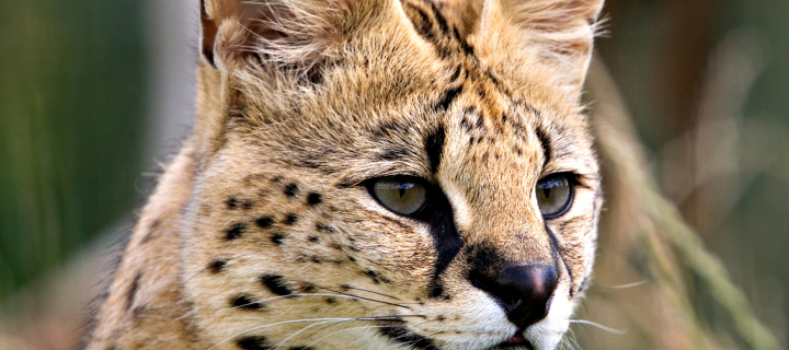Lynx Cats screenshot #1 720x320
