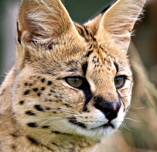 Lynx Cats - Obrázkek zdarma pro iPad