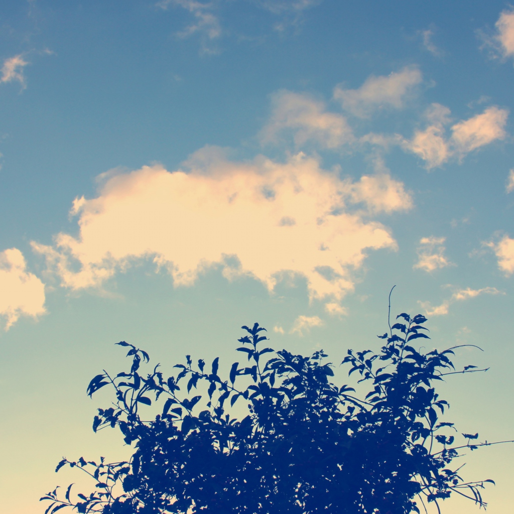 Sunny Sky And Tree wallpaper 1024x1024