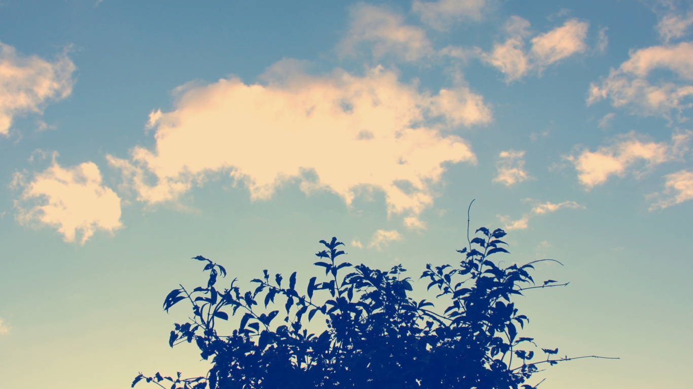 Sunny Sky And Tree screenshot #1 1366x768