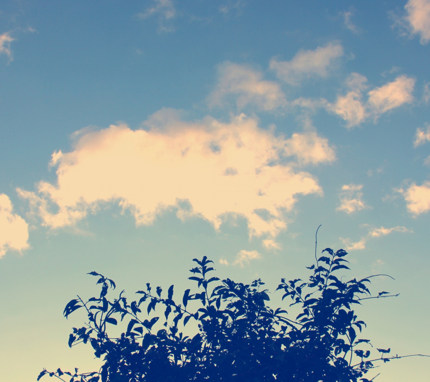 Sunny Sky And Tree wallpaper 1440x1280