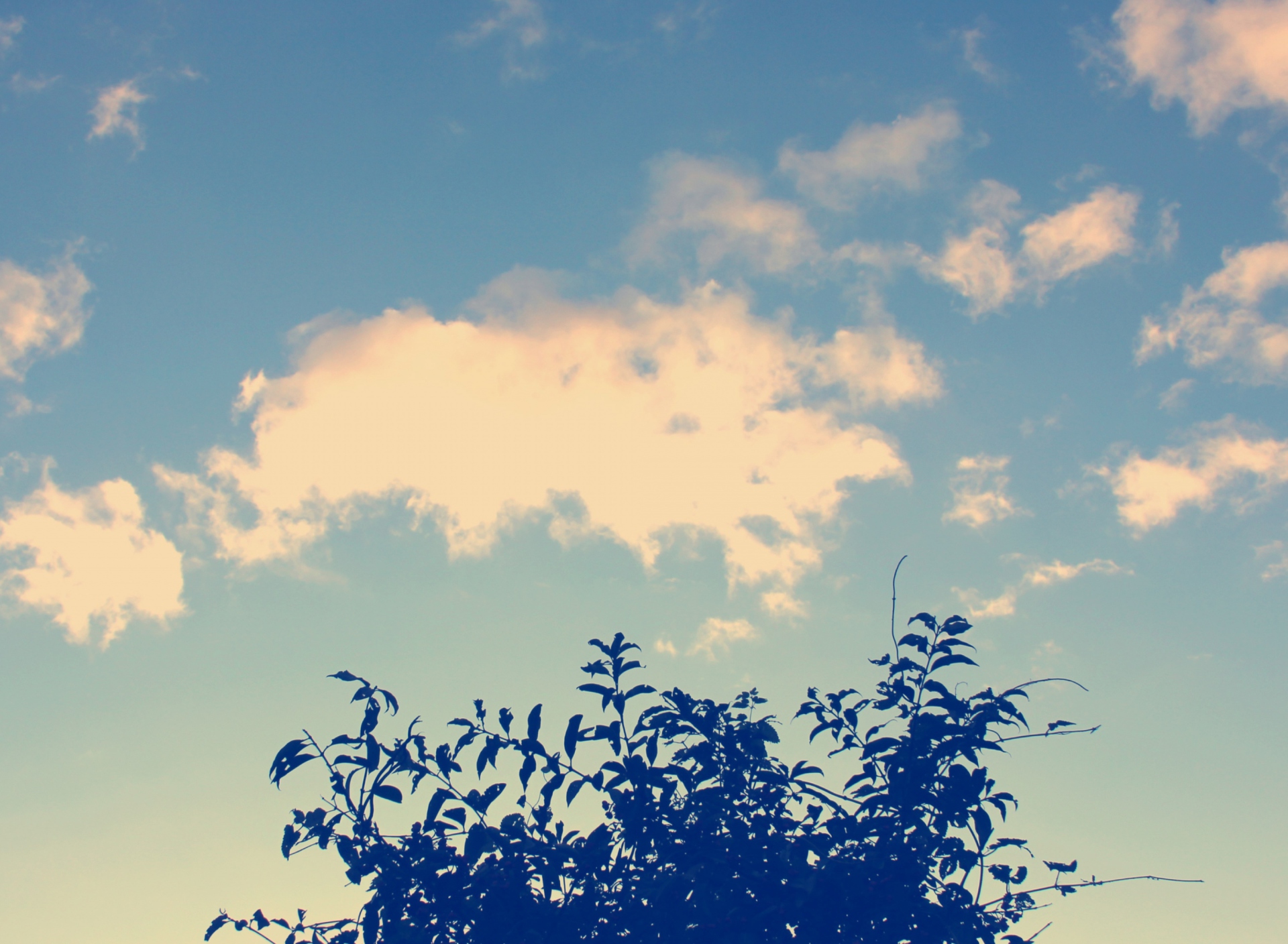 Sunny Sky And Tree wallpaper 1920x1408