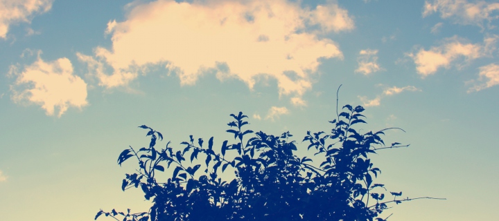 Sunny Sky And Tree screenshot #1 720x320