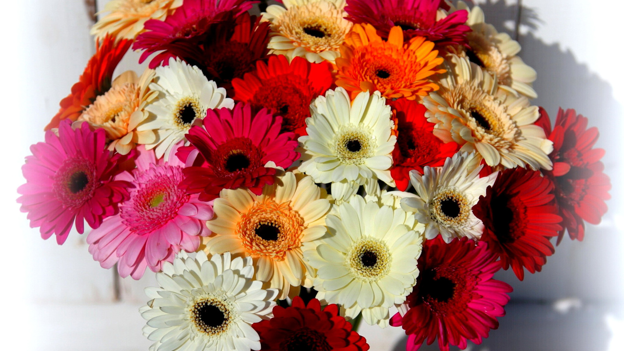 Bouquet of colorful gerberas wallpaper 1280x720