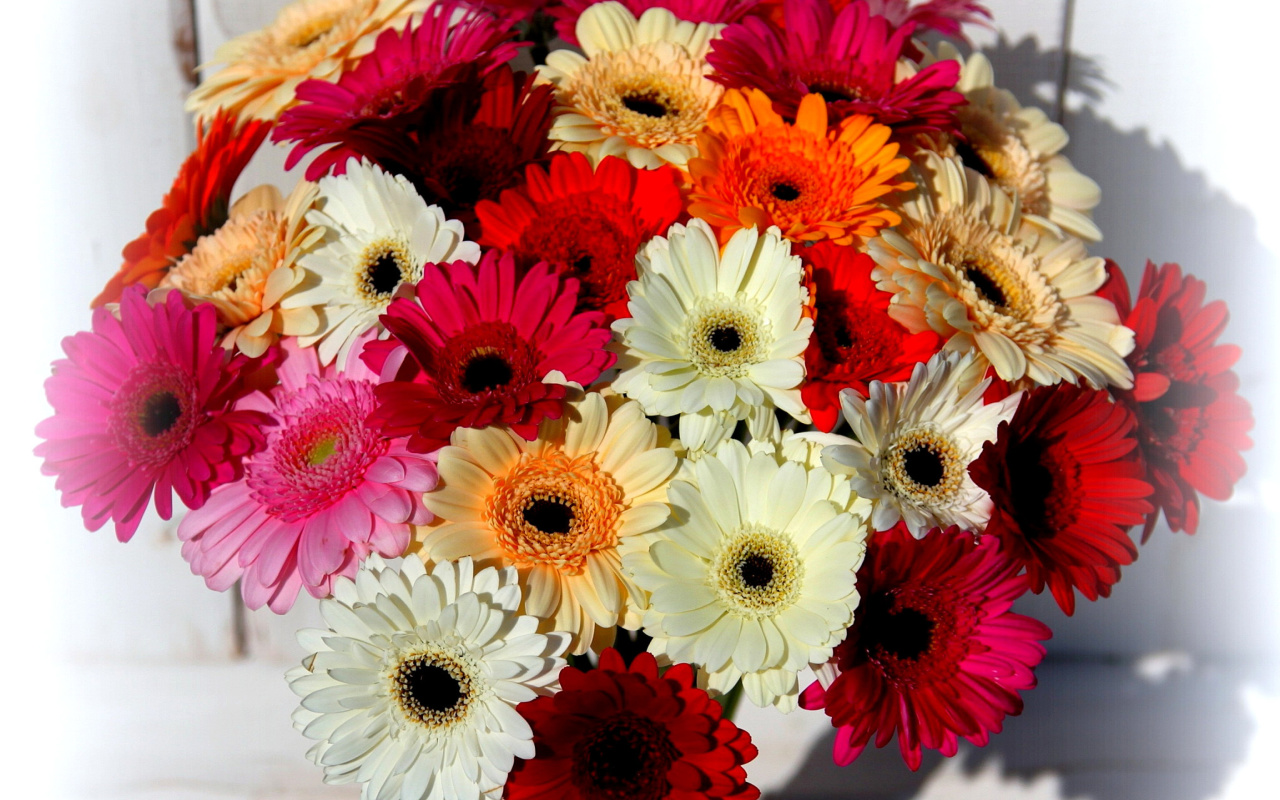 Bouquet of colorful gerberas wallpaper 1280x800