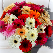 Sfondi Bouquet of colorful gerberas 208x208