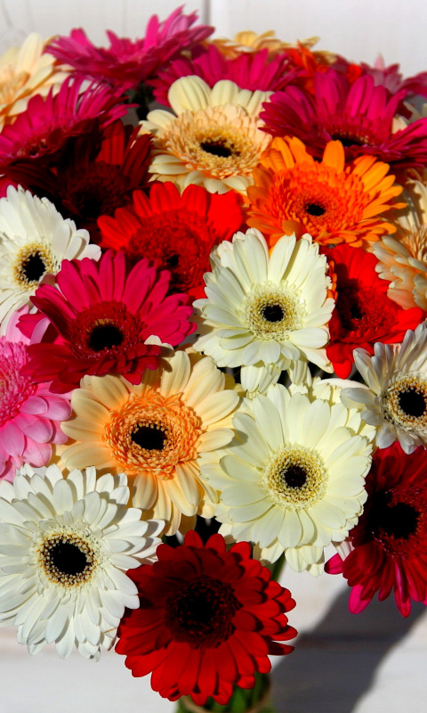 Обои Bouquet of colorful gerberas 480x800