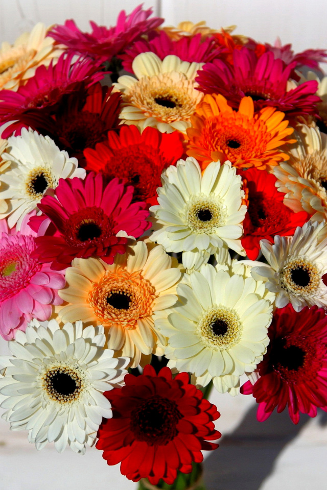 Bouquet of colorful gerberas wallpaper 640x960