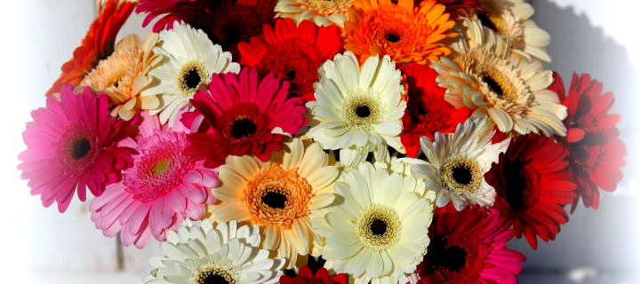 Bouquet of colorful gerberas wallpaper 720x320