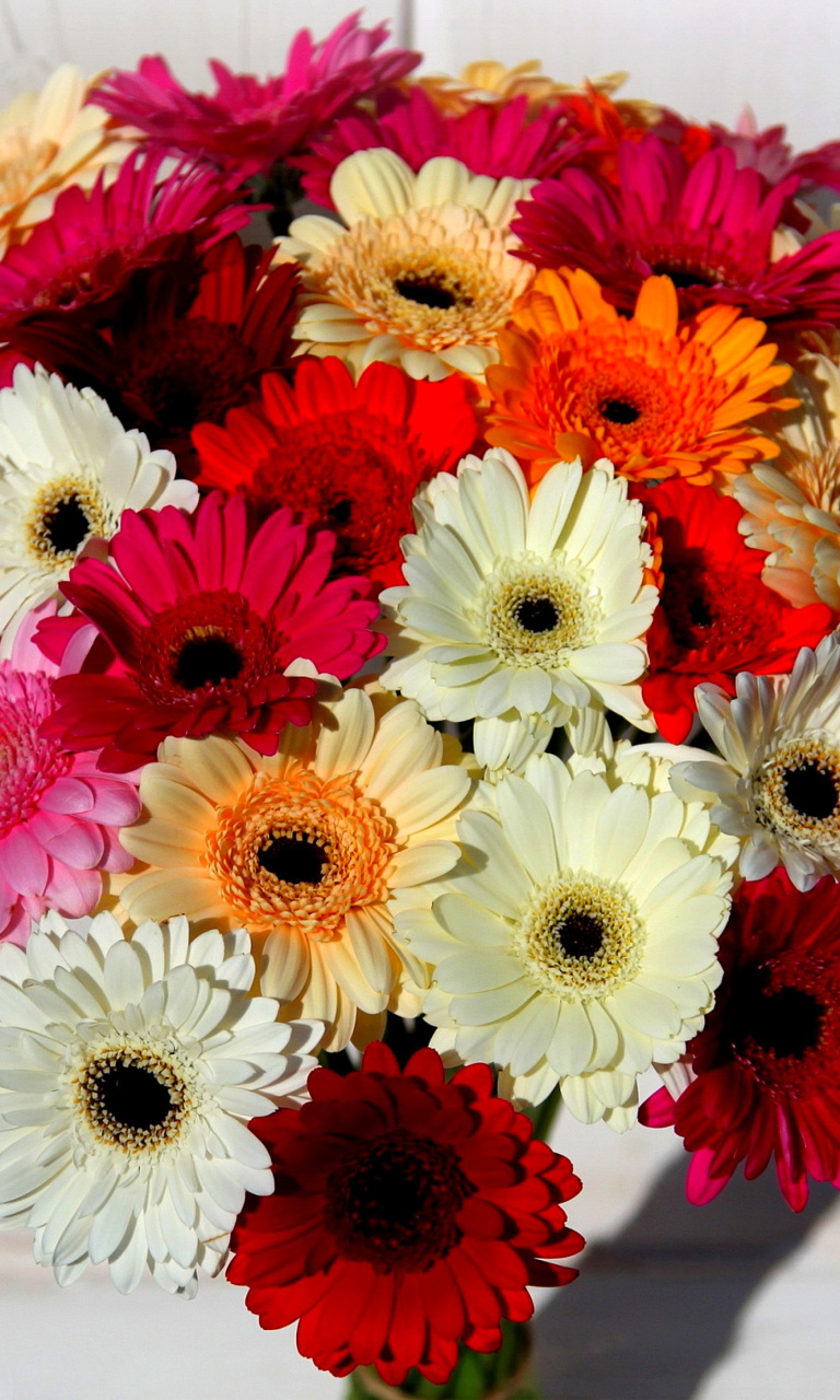 Bouquet of colorful gerberas screenshot #1 768x1280
