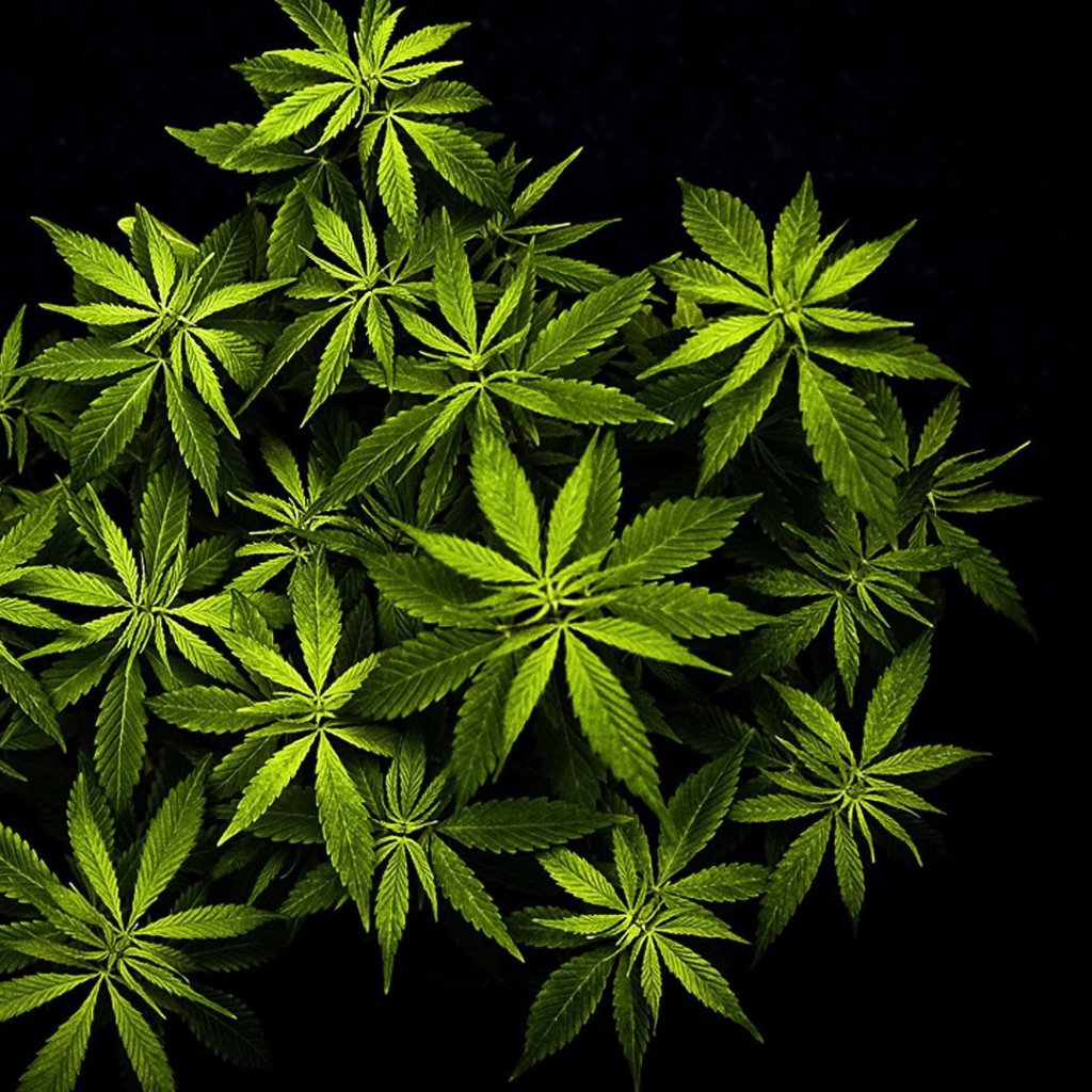 Cannabis Mary Jane wallpaper 1024x1024