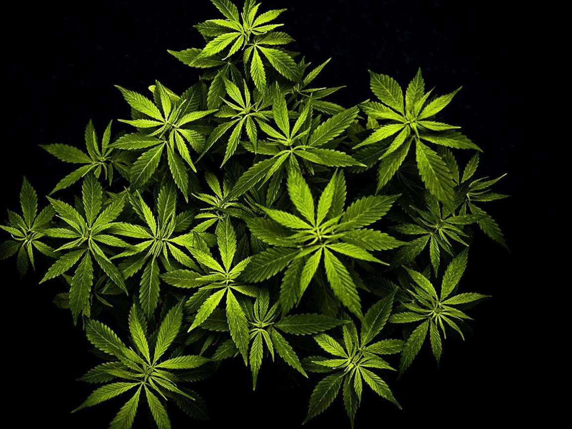 Das Cannabis Mary Jane Wallpaper 1152x864