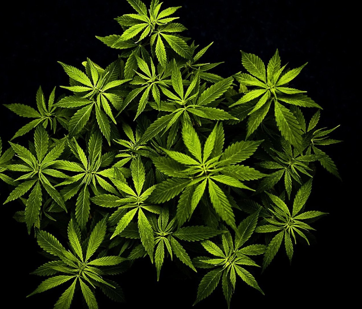 Das Cannabis Mary Jane Wallpaper 1200x1024