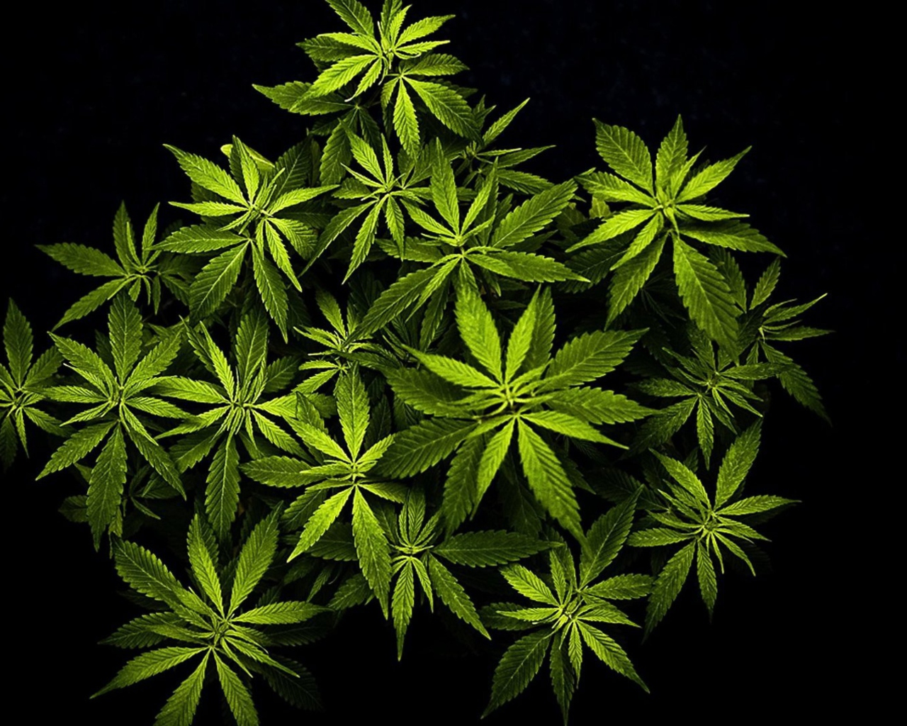 Das Cannabis Mary Jane Wallpaper 1280x1024