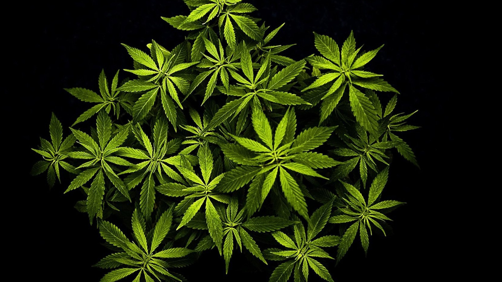 Das Cannabis Mary Jane Wallpaper 1600x900
