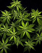 Cannabis Mary Jane wallpaper 176x220