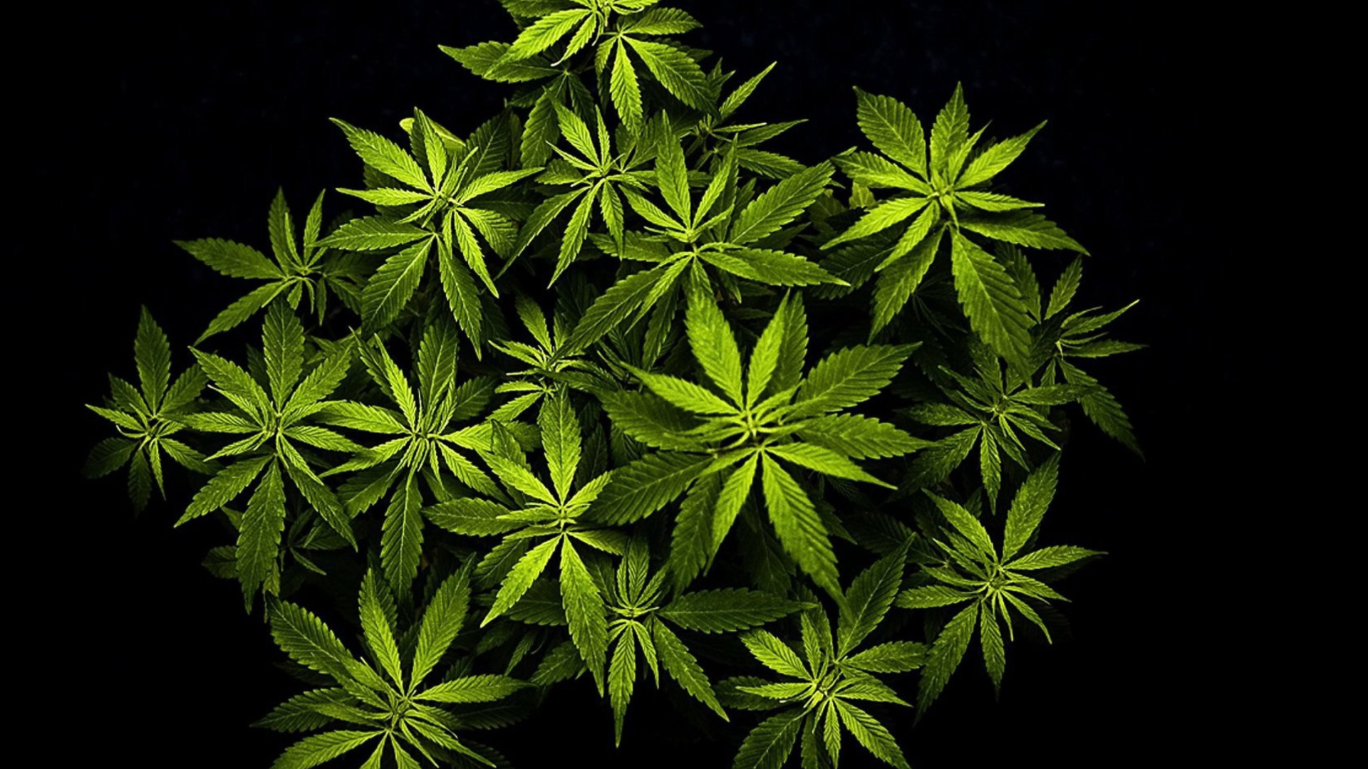 Fondo de pantalla Cannabis Mary Jane 1920x1080