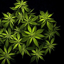 Fondo de pantalla Cannabis Mary Jane 208x208