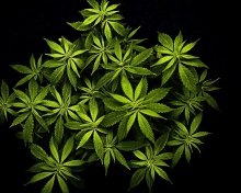 Cannabis Mary Jane screenshot #1 220x176