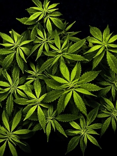 Cannabis Mary Jane wallpaper 240x320