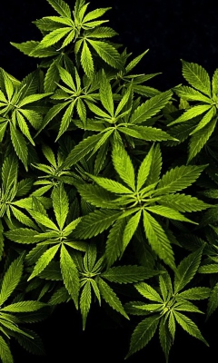 Cannabis Mary Jane screenshot #1 240x400