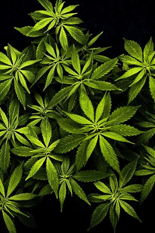 Cannabis Mary Jane wallpaper 320x480